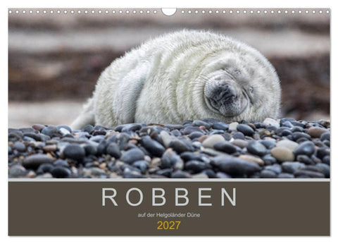 Robben auf der Helgoländer Düne (Wandkalender 2027 DIN A3 quer), CALVENDO Monatskalender