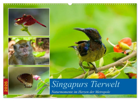 Singapurs Tierwelt (Wandkalender 2026 DIN A2 quer), CALVENDO Monatskalender