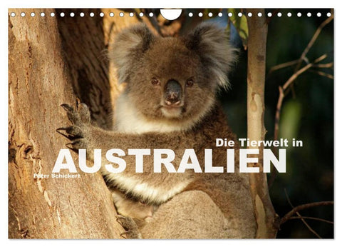 Die Tierwelt in Australien (Wandkalender 2026 DIN A4 quer), CALVENDO Monatskalender