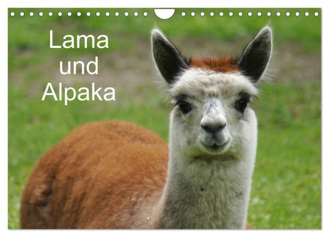 Lama und Alpaka (Wandkalender 2027 DIN A4 quer), CALVENDO Monatskalender