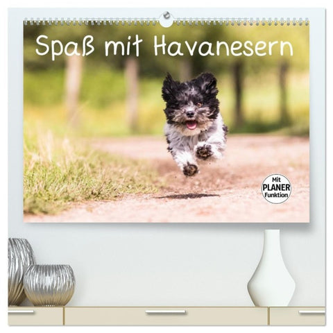 Spaß mit Havanesern (hochwertiger Premium Wandkalender 2027 DIN A2 quer), Kunstdruck in Hochglanz