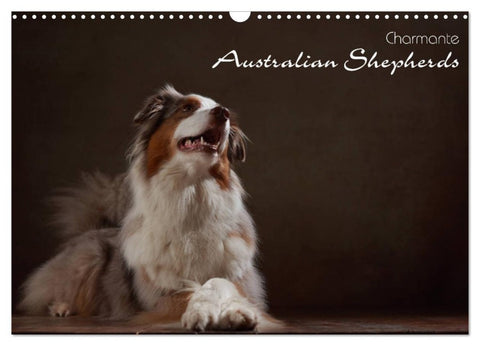 Charmante Australian Shepherds (Wandkalender 2026 DIN A3 quer), CALVENDO Monatskalender