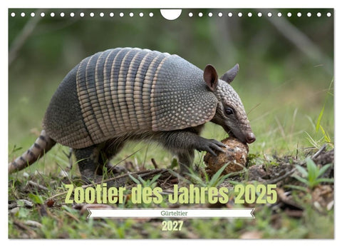 Zootier des Jahres 2025 - Gürteltier (Wandkalender 2027 DIN A4 quer), CALVENDO Monatskalender