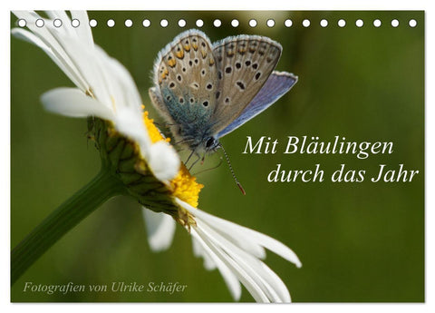 Mit Bläulingen durch das Jahr (Tischkalender 2027 DIN A5 quer), CALVENDO Monatskalender