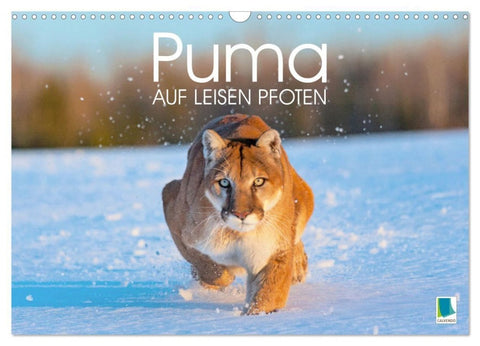 Puma: Auf leisen Pfoten (Wandkalender 2027 DIN A3 quer), CALVENDO Monatskalender