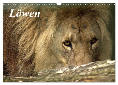 Löwen (Wandkalender 2027 DIN A3 quer), CALVENDO Monatskalender