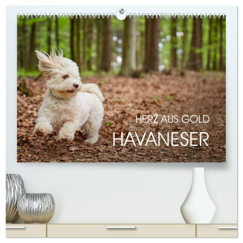 Havaneser - Herz aus Gold (hochwertiger Premium Wandkalender 2026 DIN A2 quer), Kunstdruck in Hochglanz
