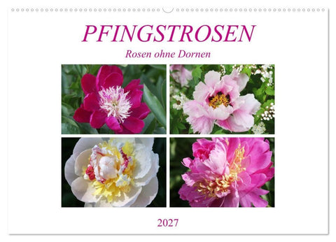 PFINGSTROSEN Rosen ohne Dornen (Wandkalender 2027 DIN A2 quer), CALVENDO Monatskalender