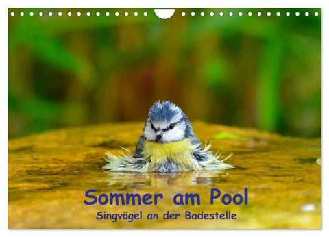 Sommer am Pool - Singvögel an der Badestelle (Wandkalender 2027 DIN A4 quer), CALVENDO Monatskalender