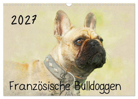 Französische Bulldoggen 2027 (Wandkalender 2027 DIN A3 quer), CALVENDO Monatskalender