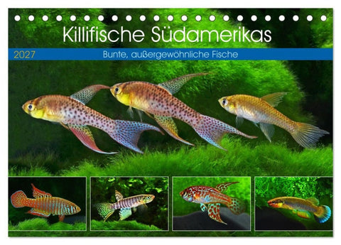 Killifische Südamerikas (Tischkalender 2027 DIN A5 quer), CALVENDO Monatskalender