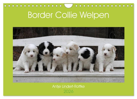 Border Collie Welpen (Wandkalender 2026 DIN A4 quer), CALVENDO Monatskalender