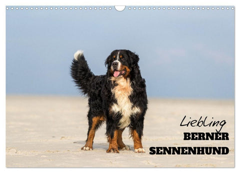 Liebling BERNER SENNENHUND (Wandkalender 2026 DIN A3 quer), CALVENDO Monatskalender
