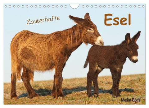 Zauberhafte Esel (Wandkalender 2027 DIN A4 quer), CALVENDO Monatskalender