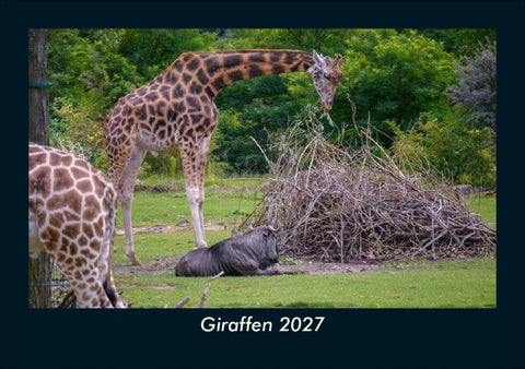 Giraffen 2027 Fotokalender DIN A5