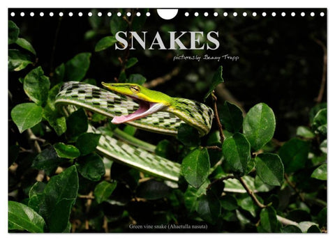 SNAKES / UK-Version (Wall Calendar 2027 DIN A4 landscape), CALVENDO 12 Month Wall Calendar