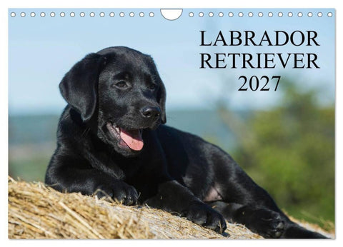 Labrador Retriever 2027 (Wandkalender 2027 DIN A4 quer), CALVENDO Monatskalender