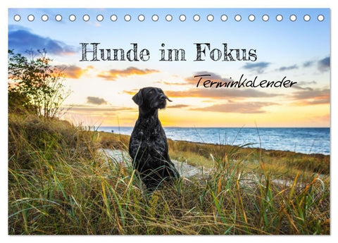 Hunde im Fokus (Tischkalender 2027 DIN A5 quer), CALVENDO Monatskalender