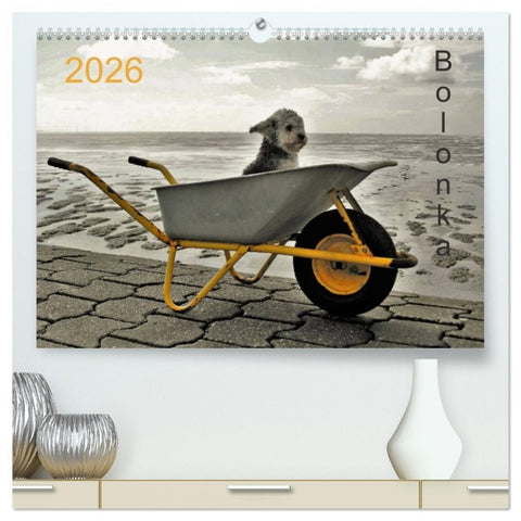 Bolonka 2026 (hochwertiger Premium Wandkalender 2026 DIN A2 quer), Kunstdruck in Hochglanz