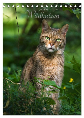 Wildkatzen - scheue Jäger (Tischkalender 2027 DIN A5 hoch), CALVENDO Monatskalender