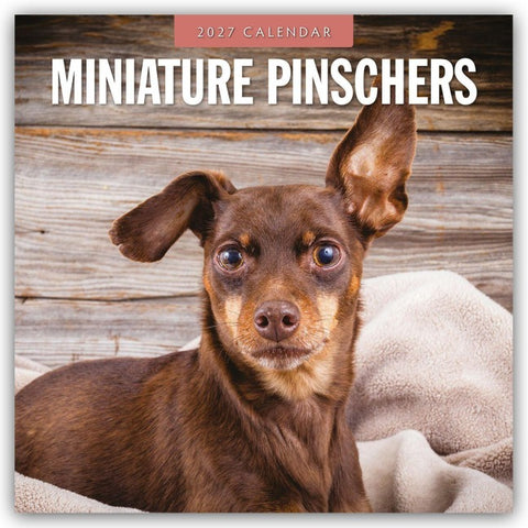 Miniature Pinschers – Zwergpinscher – Rehpinscher 2027 – 16-Monatskalender