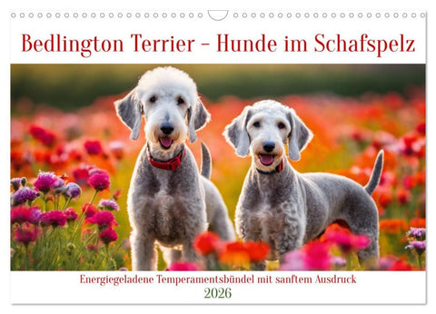 Bedlington Terrier - Hunde im Schafspelz (Wandkalender 2026 DIN A3 quer), CALVENDO Monatskalender