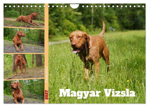 Faszination Magyar Vizsla (Wandkalender 2027 DIN A4 quer), CALVENDO Monatskalender