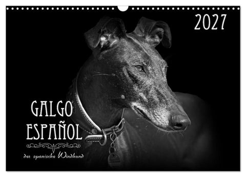 Galgo Español - der spanische Windhund 2027 (Wandkalender 2027 DIN A3 quer), CALVENDO Monatskalender