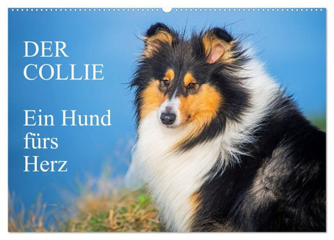 Der Collie - ein Hund fürs Herz (Wandkalender 2027 DIN A2 quer), CALVENDO Monatskalender