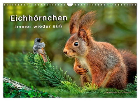 Eichhörnchen - immer wieder süß (Wandkalender 2027 DIN A3 quer), CALVENDO Monatskalender