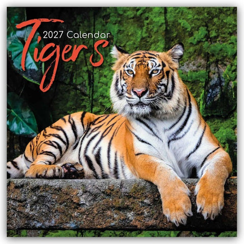 Tigers – Tiger 2027 – 16-Monatskalender