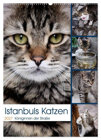 Istanbuls Katzen (Wandkalender 2027 DIN A2 hoch), CALVENDO Monatskalender