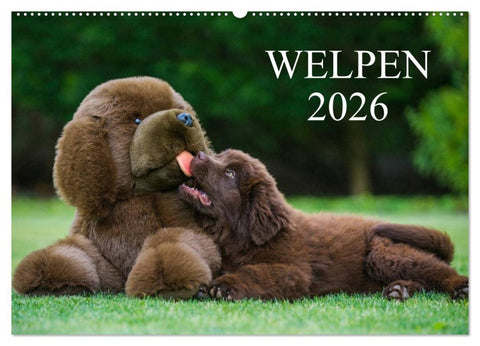 Welpen 2026 (Wandkalender 2026 DIN A2 quer), CALVENDO Monatskalender