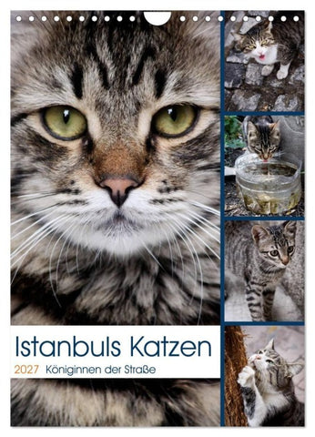 Istanbuls Katzen (Wandkalender 2027 DIN A4 hoch), CALVENDO Monatskalender
