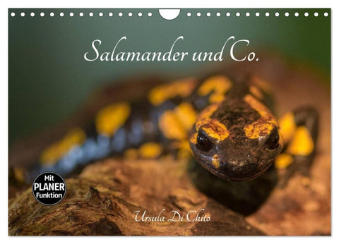 Salamander und Co. (Wandkalender 2027 DIN A4 quer), CALVENDO Monatskalender