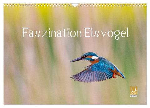 Faszination Eisvogel (Wandkalender 2026 DIN A3 quer), CALVENDO Monatskalender