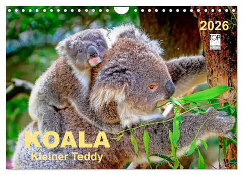 Koala - kleiner Teddy (Wandkalender 2026 DIN A4 quer), CALVENDO Monatskalender