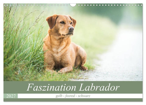 Faszination Labrador - gelb, foxred, schwarz (Wandkalender 2027 DIN A3 quer), CALVENDO Monatskalender