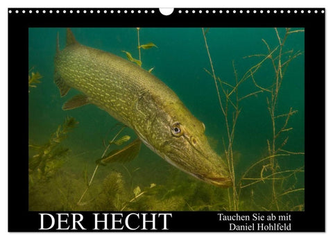Der Hecht - Tauchen Sie ab mit Daniel Hohlfeld (Wandkalender 2027 DIN A3 quer), CALVENDO Monatskalender
