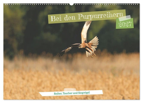 Bei den Purpurreihern (Wandkalender 2027 DIN A2 quer), CALVENDO Monatskalender