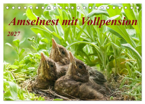 Amselnest mit Vollpension (Tischkalender 2027 DIN A5 quer), CALVENDO Monatskalender