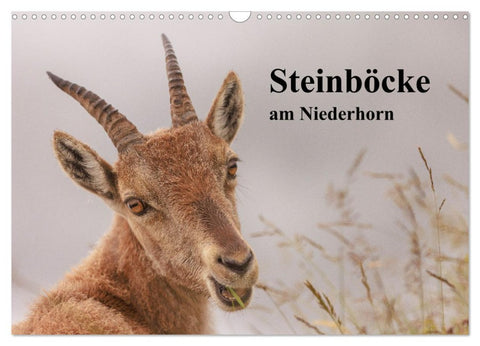 Steinböcke am Niederhorn (Wandkalender 2026 DIN A3 quer), CALVENDO Monatskalender