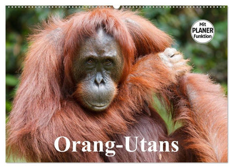 Orang-Utans (Wandkalender 2027 DIN A2 quer), CALVENDO Monatskalender