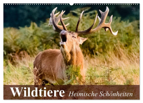 Wildtiere. Heimische Schönheiten (Wandkalender 2026 DIN A2 quer), CALVENDO Monatskalender
