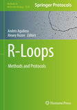 R-Loops
