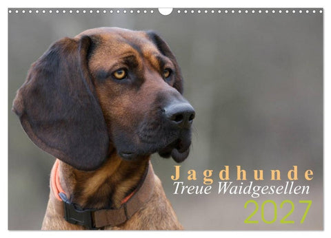 Jagdhunde - Treue Waidgesellen (Wandkalender 2027 DIN A3 quer), CALVENDO Monatskalender