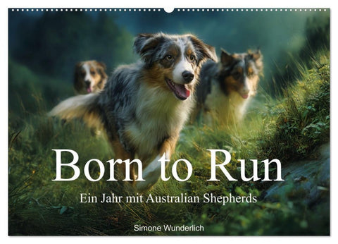 Born to run - Ein Jahr mit Australian Shepherds (Wandkalender 2027 DIN A2 quer), CALVENDO Monatskalender