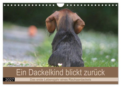 Ein Dackelkind blickt zurück (Wandkalender 2027 DIN A4 quer), CALVENDO Monatskalender