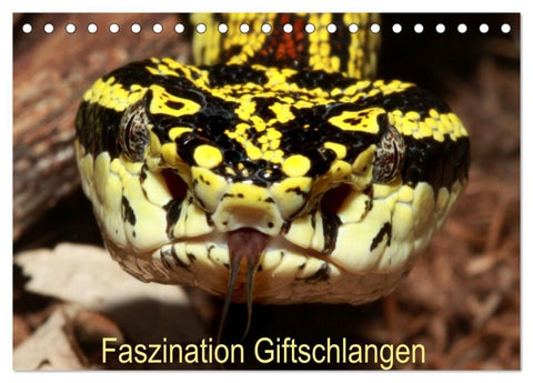 Faszination Giftschlangen (Tischkalender 2027 DIN A5 quer), CALVENDO Monatskalender