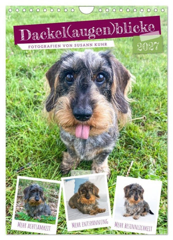 Dackel(augen)blicke (Wandkalender 2027 DIN A4 hoch), CALVENDO Monatskalender